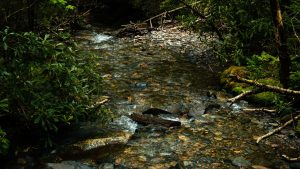 Lire la suite à propos de l’article Comment choisir un hébergement respectueux de l&rsquo;environnement